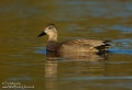 Gadwall Dec 12_05